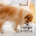 犬の散歩直後にご飯…