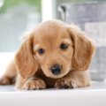 策略かも？犬が飼い…