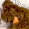 子犬に『ニンジンの…