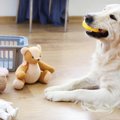 犬が気に入りやすい…