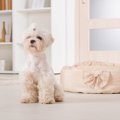 犬を室内で飼育した…