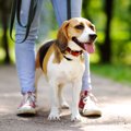 散歩のたびに犬の足…