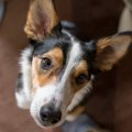 犬にしてはいけない…