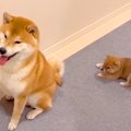 赤ちゃん犬が『背後…