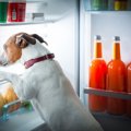 犬の食べ過ぎには要…