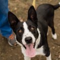 犬にも人間のADHDと…
