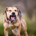 犬が急に『攻撃的』…