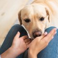犬が『久しぶりに再…