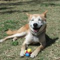 愛犬と一緒に飼い主…