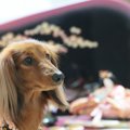 犬がいる家庭での「…