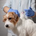 犬はどうして動物病…