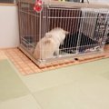「いい匂い♡」鉄板焼…