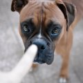 愛犬を臆病にさせて…