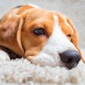 犬が「ワガママ」に…