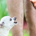犬が言うことを聞か…
