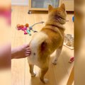 犬のおしりに『足を…