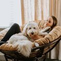 『気分屋な犬』がみ…