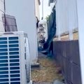 超大型犬と柴犬に『…