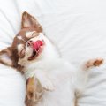 犬が寝ている時の姿…