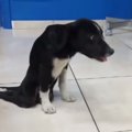 銃で撃たれ下半身麻…