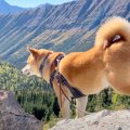 犬が登山中に『熊の…