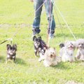 わんちゃんの多頭飼…