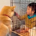 赤ちゃんが『犬のケ…