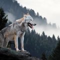 犬の学名とは？正し…