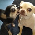 【話題】ほっぺをカ…