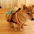 愛犬を友人や家族に…