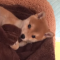 柴犬のかわいい動画3…