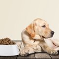 犬が『拒否』してい…