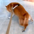 病院が大嫌いな犬が…