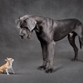 『大型犬』が短命だ…