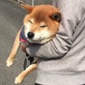 柴犬さん、帰宅拒否…