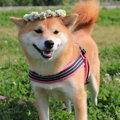犬のガンの予防はで…