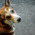 犬が飼い主に冷たい…