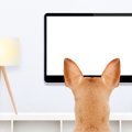 犬の留守番中はテレ…