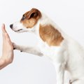 「犬をひとりで飼う…