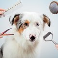 あるある♡愛犬にしが…