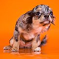 犬が『怯えるように…