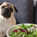 犬にレタスを与えて…