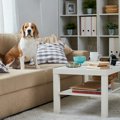 犬に苦痛を与える『…