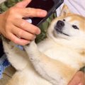 犬に『スマホ』見せ…