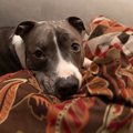 外出の邪魔をする犬…