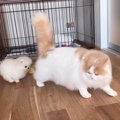 子犬と猫の初対面が…