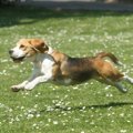 犬においでと呼んで…