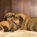 犬の交配（交尾）の…