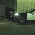 夜間の犬の保護活動…