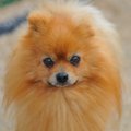 犬が老い始めた時に…